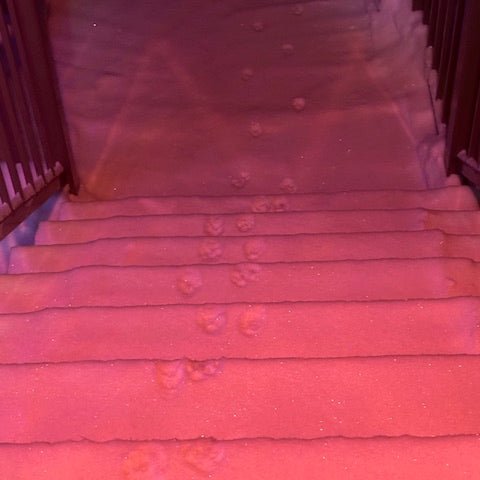 Outside Kitty – A Short Winter Story About Cats, Snow, and Kindness - Element Tri & Bicycle Works